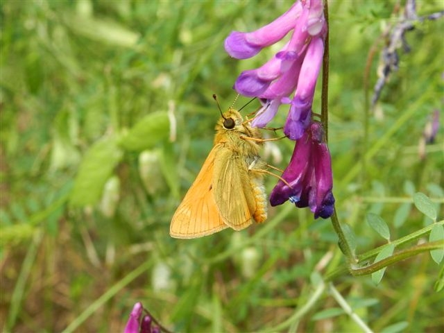 Ochlodes venata ?